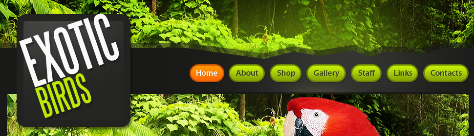 Website Template #25270