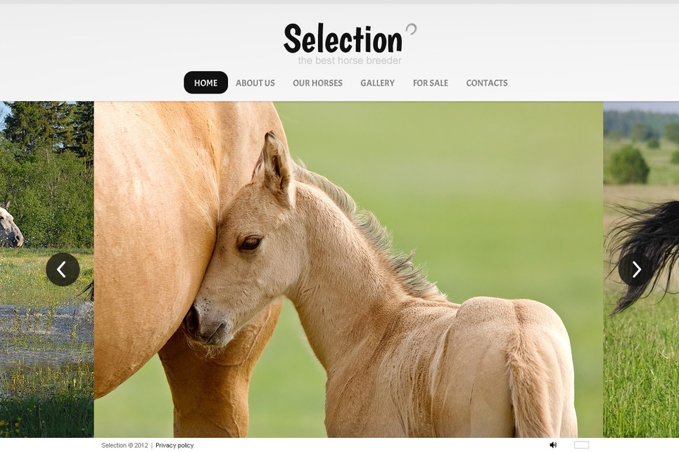 Horse Flash Template 40299