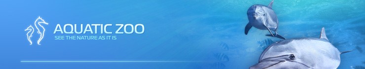 Website Template #7911