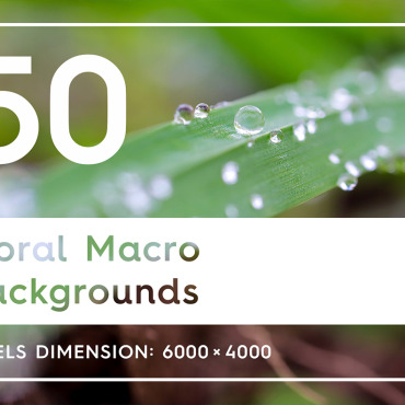 Macro Backgroundfloral  113965