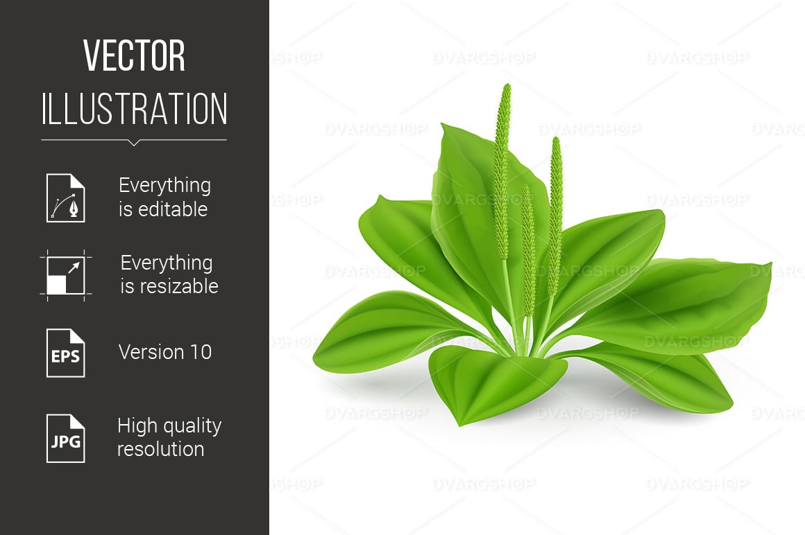 Plantago Leaves - Vector Image