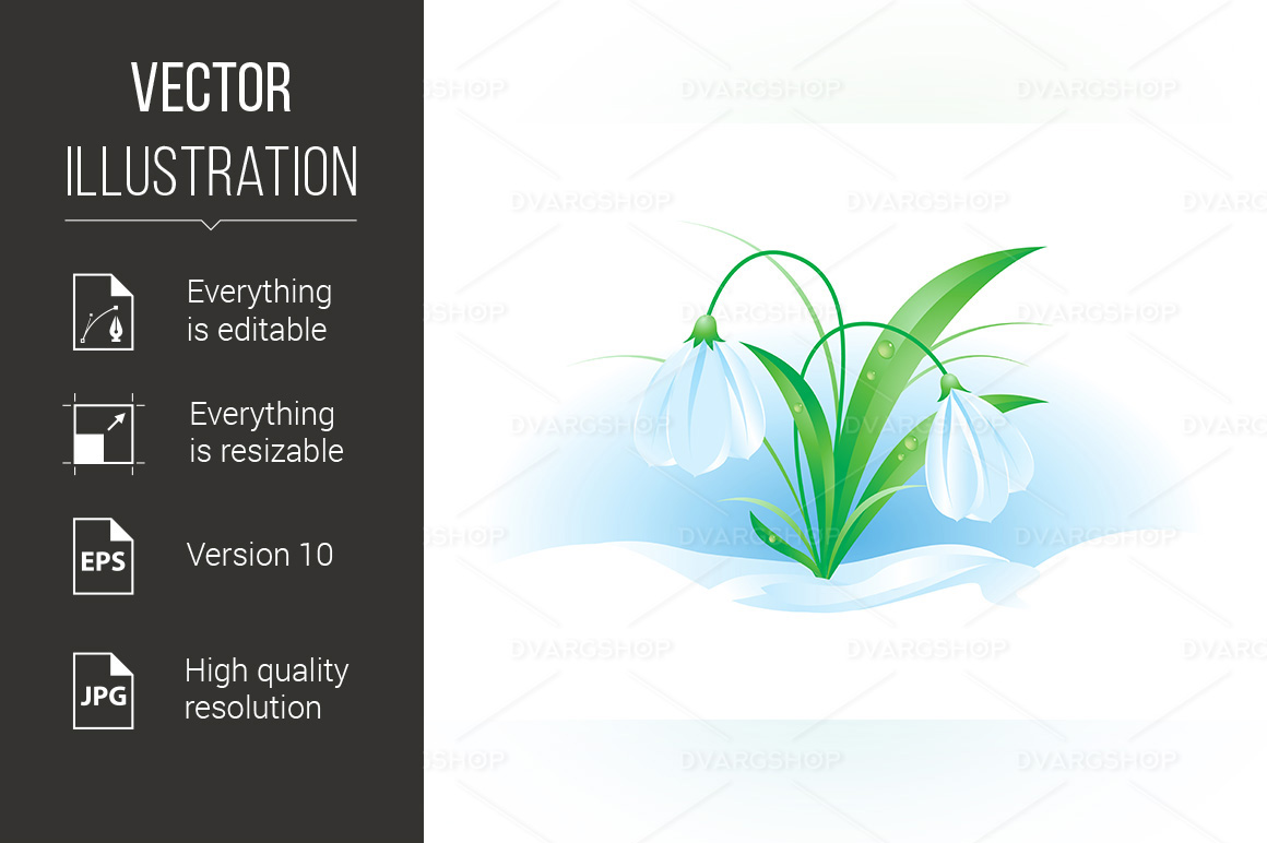 Snowdrops - Vector Image