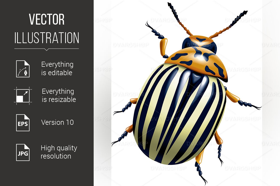 The Colorado Potato Beetle - Vector Image