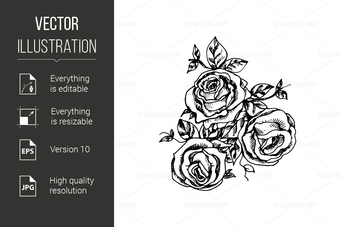 Garden Roses - Vector Image