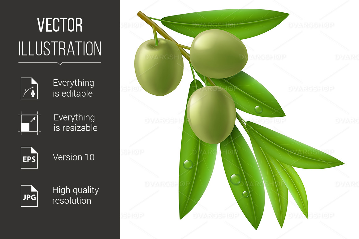 Branch of Olive Tree with Green Olives - Vector Image