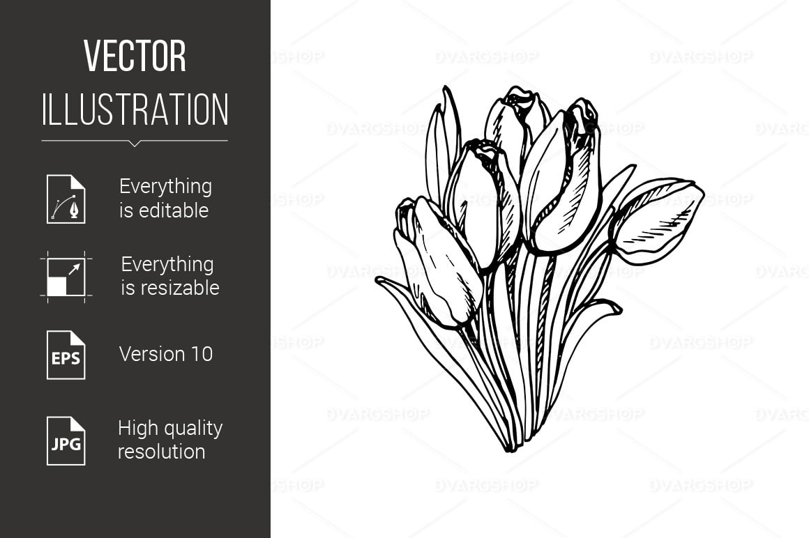 Tulip - Vector Image