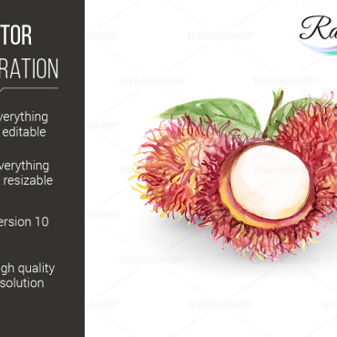 Rambutan Watercolor Vectors Templates 118798