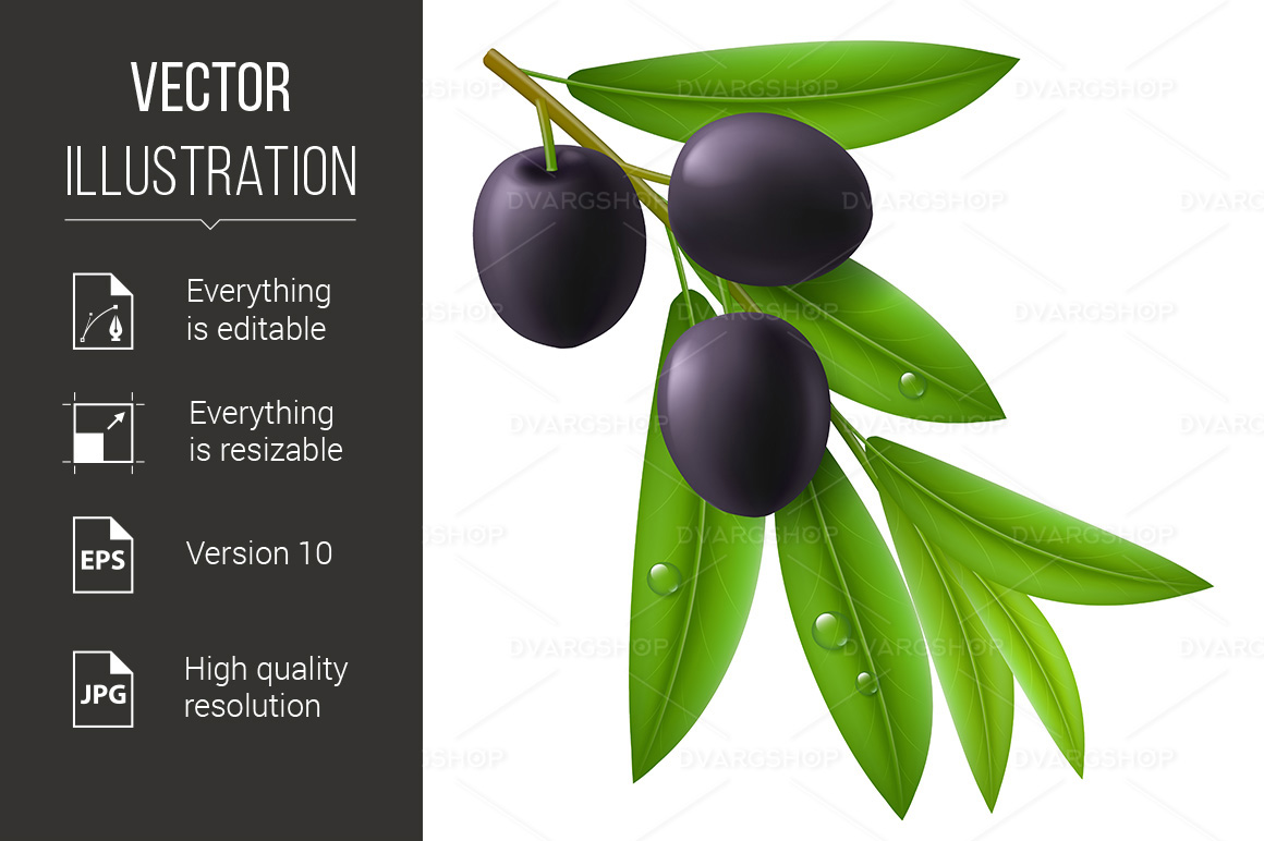 Branch of Olive Tree with Ripe Black Olives - Vector Image