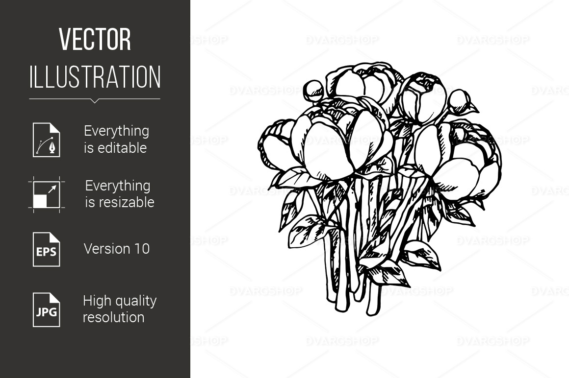 Peony - Vector Image