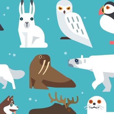 <a class=ContentLinkGreen href=></a></font> oiseau polar 120717