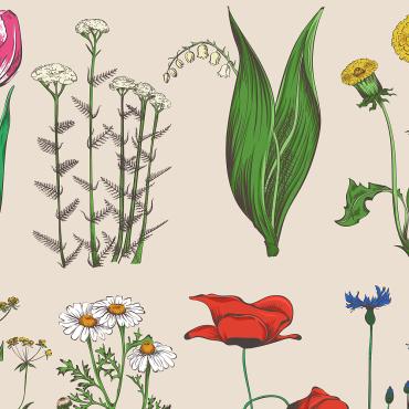 <a class=ContentLinkGreen href=></a></font> herbe tulipe 120721