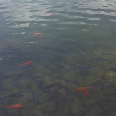 <a class=ContentLinkGreen href=/fr/kits_graphiques_templates_stock-video.html>Stock Vid�o</a></font> heritage montagne 132316