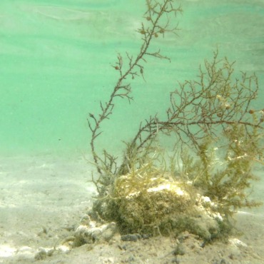 <a class=ContentLinkGreen href=/fr/kits_graphiques_templates_stock-video.html>Stock Vid�o</a></font> sable bleu 139640