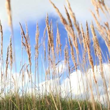 <a class=ContentLinkGreen href=/fr/kits_graphiques_templates_stock-video.html>Stock Vid�o</a></font> nature �t� 139745