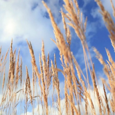 <a class=ContentLinkGreen href=/fr/kits_graphiques_templates_stock-video.html>Stock Vid�o</a></font> baking nature 139755