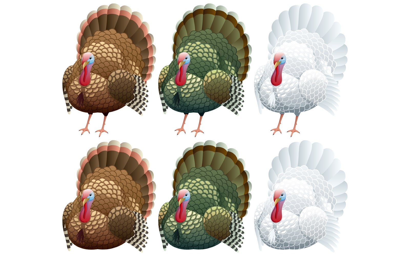 Turkey - Illustration