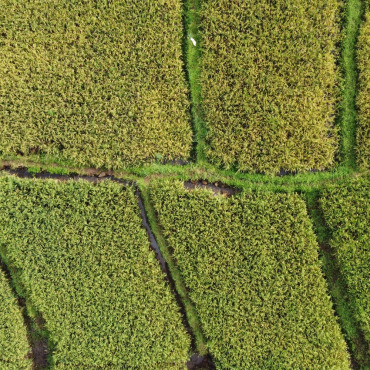 <a class=ContentLinkGreen href=/fr/kits_graphiques_templates_stock-video.html>Stock Vid�o</a></font> herbe plante 156261