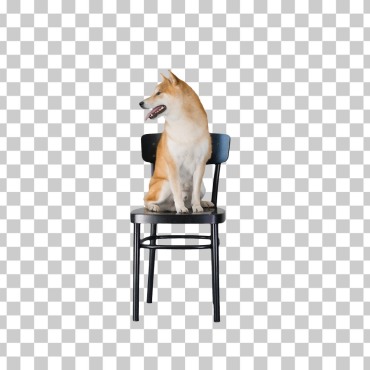 <a class=ContentLinkGreen href=/fr/kits_graphiques_templates_stock-video.html>Stock Vid�o</a></font> chaine animalit-chien 161896