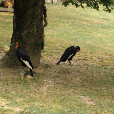 <a class=ContentLinkGreen href=/fr/kits_graphiques_templates_stock-video.html>Stock Vid�o</a></font> oiseau hornbill 164256