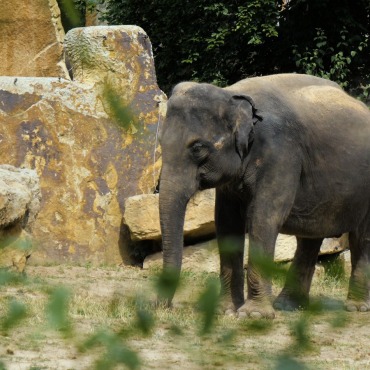 <a class=ContentLinkGreen href=/fr/kits_graphiques_templates_stock-video.html>Stock Vid�o</a></font> zoo environnement 165361