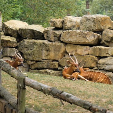 <a class=ContentLinkGreen href=/fr/kits_graphiques_templates_stock-video.html>Stock Vid�o</a></font> animal marron 170040