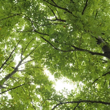 <a class=ContentLinkGreen href=/fr/kits_graphiques_templates_stock-video.html>Stock Vid�o</a></font> vert nature 170048