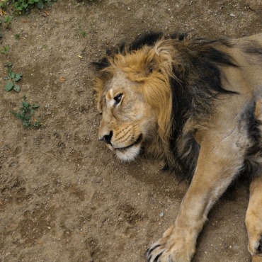 <a class=ContentLinkGreen href=/fr/kits_graphiques_templates_stock-video.html>Stock Vid�o</a></font> animal sleeping 170051