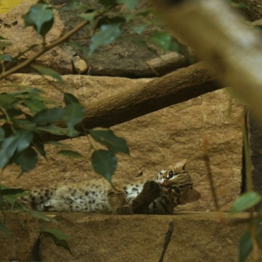 <a class=ContentLinkGreen href=/fr/kits_graphiques_templates_stock-video.html>Stock Vid�o</a></font> animal chat 170095