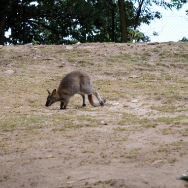 <a class=ContentLinkGreen href=/fr/kits_graphiques_templates_stock-video.html>Stock Vid�o</a></font> australia australian 170098