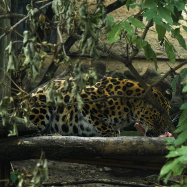 <a class=ContentLinkGreen href=/fr/kits_graphiques_templates_stock-video.html>Stock Vid�o</a></font> gepard mignon 170103