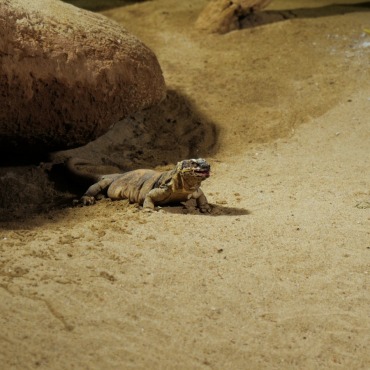 <a class=ContentLinkGreen href=/fr/kits_graphiques_templates_stock-video.html>Stock Vid�o</a></font> animal faune 170105