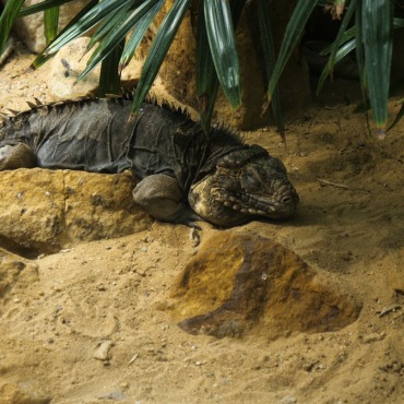 <a class=ContentLinkGreen href=/fr/kits_graphiques_templates_stock-video.html>Stock Vid�o</a></font> reptile nature 170111