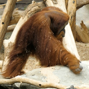 <a class=ContentLinkGreen href=/fr/kits_graphiques_templates_stock-video.html>Stock Vid�o</a></font> primate animal 170112