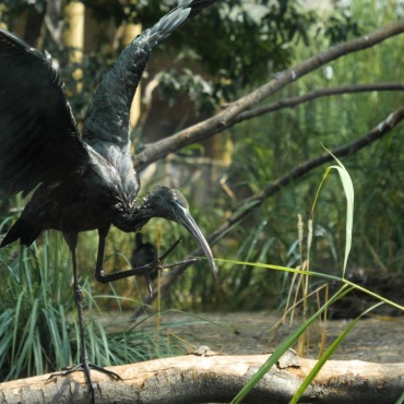 <a class=ContentLinkGreen href=/fr/kits_graphiques_templates_stock-video.html>Stock Vid�o</a></font> animal beak 170114