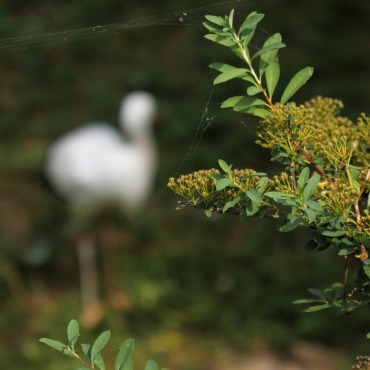 <a class=ContentLinkGreen href=/fr/kits_graphiques_templates_stock-video.html>Stock Vid�o</a></font> ciconia animal 170397