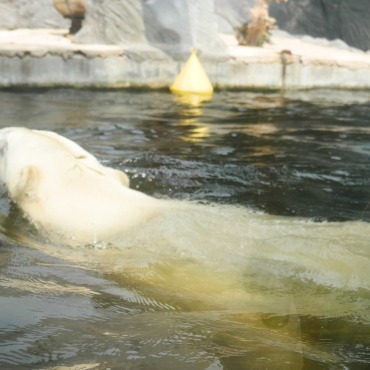 <a class=ContentLinkGreen href=/fr/kits_graphiques_templates_stock-video.html>Stock Vid�o</a></font> mammal oc�an 170417