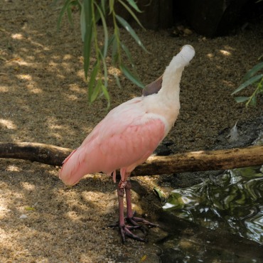 <a class=ContentLinkGreen href=/fr/kits_graphiques_templates_stock-video.html>Stock Vid�o</a></font> florida roseate 170452