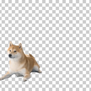 <a class=ContentLinkGreen href=/fr/kits_graphiques_templates_stock-video.html>Stock Vid�o</a></font> chaine animal 170774