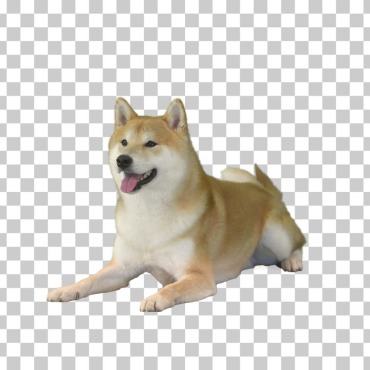 <a class=ContentLinkGreen href=/fr/kits_graphiques_templates_stock-video.html>Stock Vid�o</a></font> chaine animal 170790