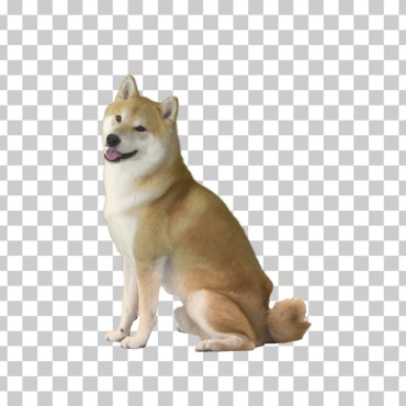 <a class=ContentLinkGreen href=/fr/kits_graphiques_templates_stock-video.html>Stock Vid�o</a></font> chaine mammal 170825