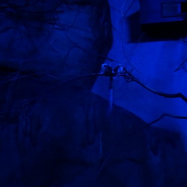 <a class=ContentLinkGreen href=/fr/kits_graphiques_templates_stock-video.html>Stock Vid�o</a></font> lesser galago 170927