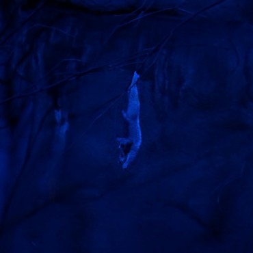 <a class=ContentLinkGreen href=/fr/kits_graphiques_templates_stock-video.html>Stock Vid�o</a></font> lesser galago 170935