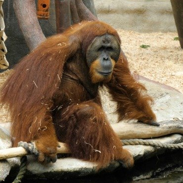 <a class=ContentLinkGreen href=/fr/kits_graphiques_templates_stock-video.html>Stock Vid�o</a></font> branch mammal 171134