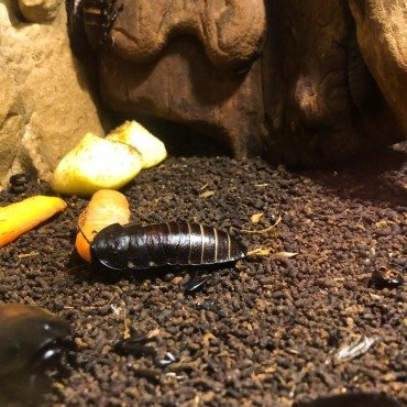 <a class=ContentLinkGreen href=/fr/kits_graphiques_templates_stock-video.html>Stock Vid�o</a></font> crawling isolated 171136