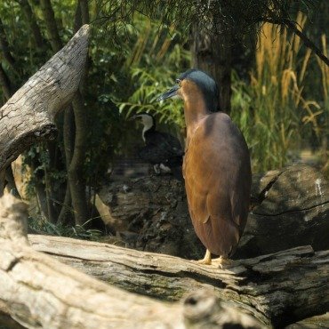 <a class=ContentLinkGreen href=/fr/kits_graphiques_templates_stock-video.html>Stock Vid�o</a></font> hamerkop animal 171139