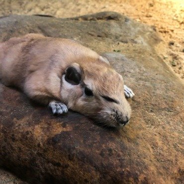 <a class=ContentLinkGreen href=/fr/kits_graphiques_templates_stock-video.html>Stock Vid�o</a></font> rodentia animal 171145