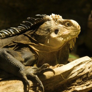 <a class=ContentLinkGreen href=/fr/kits_graphiques_templates_stock-video.html>Stock Vid�o</a></font> cuba reptile 171184