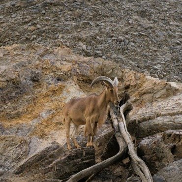 <a class=ContentLinkGreen href=/fr/kits_graphiques_templates_stock-video.html>Stock Vid�o</a></font> faune africa 171188