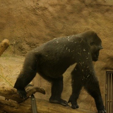 <a class=ContentLinkGreen href=/fr/kits_graphiques_templates_stock-video.html>Stock Vid�o</a></font> animal b�b� 171192