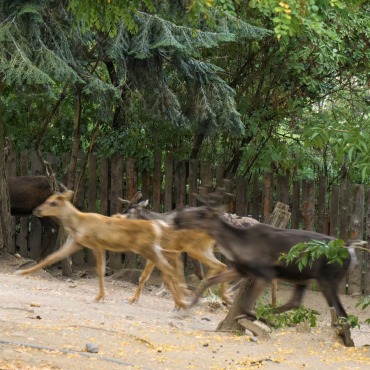 <a class=ContentLinkGreen href=/fr/kits_graphiques_templates_stock-video.html>Stock Vid�o</a></font> noel cerf 171614